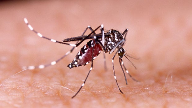 ​New dengue vaccine to be tested in Singapore trial