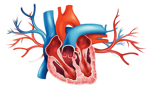 /transcatheter-aortic-valve-implantation - heart minimally invasive procedure